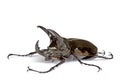 Rhinocerous Beetle Royalty Free Stock Photo