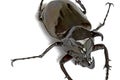 Rhinocerous Beetle Royalty Free Stock Photo