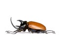 Rhinocerous Beetle Royalty Free Stock Photo