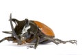 Rhinocerous Beetle Royalty Free Stock Photo