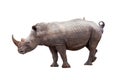 Rhinocerous With Bird on Back Isolated Royalty Free Stock Photo