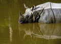 One horned Rhinoceros Royalty Free Stock Photo