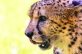 Hungry cheetah portrait close portrait