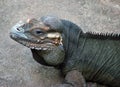 Rhinocerous Iguana Royalty Free Stock Photo