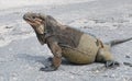 Rhinocerous Iguana Royalty Free Stock Photo