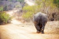 Rhinocerous Walking Away Down Road