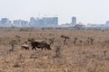 Rhinocerus and baby walk in the grassland of Nairobi National Park Kenya Royalty Free Stock Photo