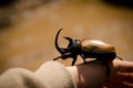 Rhinocerus beetle Royalty Free Stock Photo