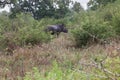 Grazing Rhinocerus Royalty Free Stock Photo