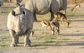 Rhinocerus in nature Royalty Free Stock Photo