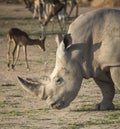 Rhinocerus in nature looking for food Royalty Free Stock Photo