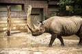 Rhinocerus in the Zoological Gardens in Berlin Germany and Aquarium