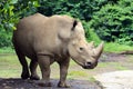 Rhinos Royalty Free Stock Photo