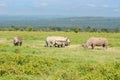 Rhinos in african savanna, Nakuru, Kenya Royalty Free Stock Photo