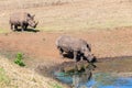 Rhinos Wildlife Water Drinking Royalty Free Stock Photo