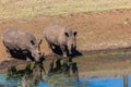 Rhinos Wildlife Water Mirror Royalty Free Stock Photo