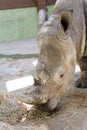 rhinos Royalty Free Stock Photo