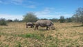 Rhinos grasing in south africa Royalty Free Stock Photo