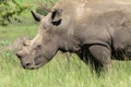 Rhinos Hornless Wildlife Royalty Free Stock Photo