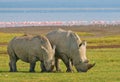 Rhinos in lake nakuru national park, kenya Royalty Free Stock Photo