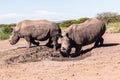 Rhinos Mud Wildlife Royalty Free Stock Photo