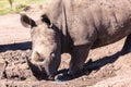 Rhinos Mud Wildlife Royalty Free Stock Photo