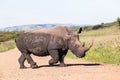 Rhinos Mud Wildlife Royalty Free Stock Photo