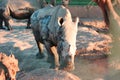 Rhinos in the mud Royalty Free Stock Photo