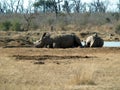 Rhinos in a park Royalty Free Stock Photo