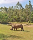 Rhinos Royalty Free Stock Photo