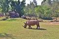 Rhinos