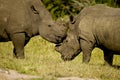 Rhinos rubbing heads