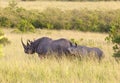 Pair of rhinos on in Masai Mara Royalty Free Stock Photo