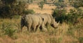 Rhinos, South Africa