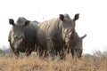 Rhinos standing in dry bush Royalty Free Stock Photo