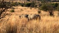 Rhinos in tall, dry grass