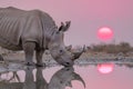rhinos at waterhole with pink sunset reflections Royalty Free Stock Photo