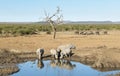 Rhinos At A Watering Hole Royalty Free Stock Photo