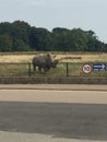 Rhinos at whipsnade