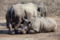 Rhinos in the wild Royalty Free Stock Photo