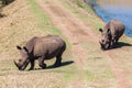 Rhinos Wildlife Waters Royalty Free Stock Photo