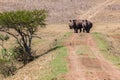 Rhinos Wildlife Bank Crossing Royalty Free Stock Photo