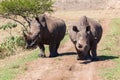 Rhinos Wildlife Head-On Royalty Free Stock Photo