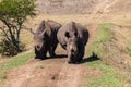 Rhinos Wildlife Straight-On Royalty Free Stock Photo