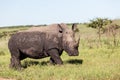 Rhinos Wildlife Royalty Free Stock Photo