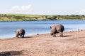 Rhinos Wildlife Royalty Free Stock Photo