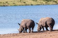 Rhinos Wildlife Royalty Free Stock Photo