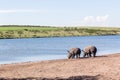 Rhinos Wildlife Royalty Free Stock Photo