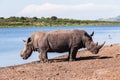 Rhinos Wildlife Royalty Free Stock Photo