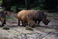 Rhinos at the zoo